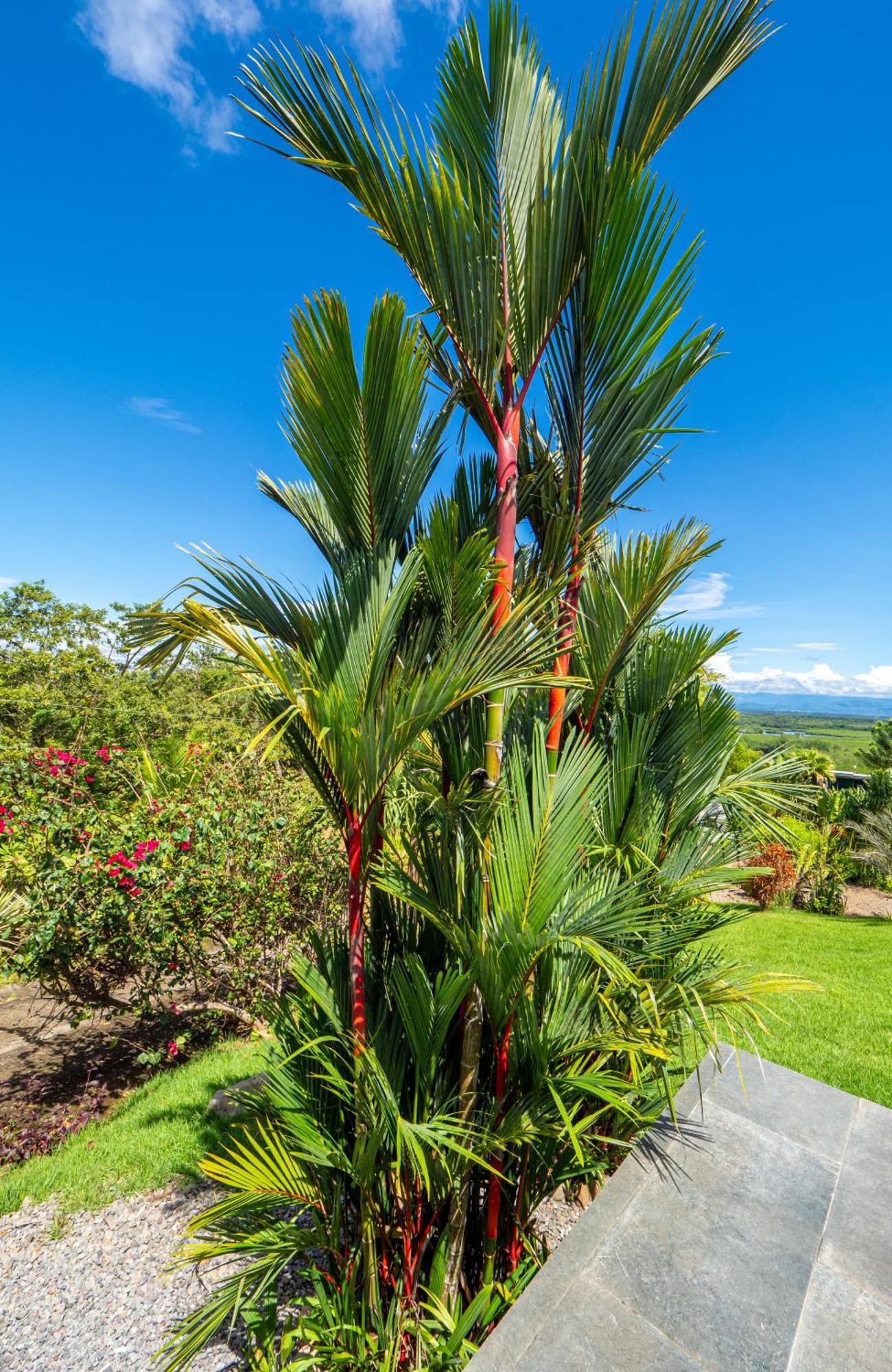 Finca Colibri بوكاتشيكا المظهر الخارجي الصورة
